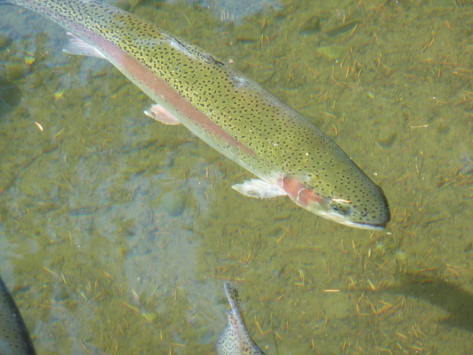 trout fish swimming